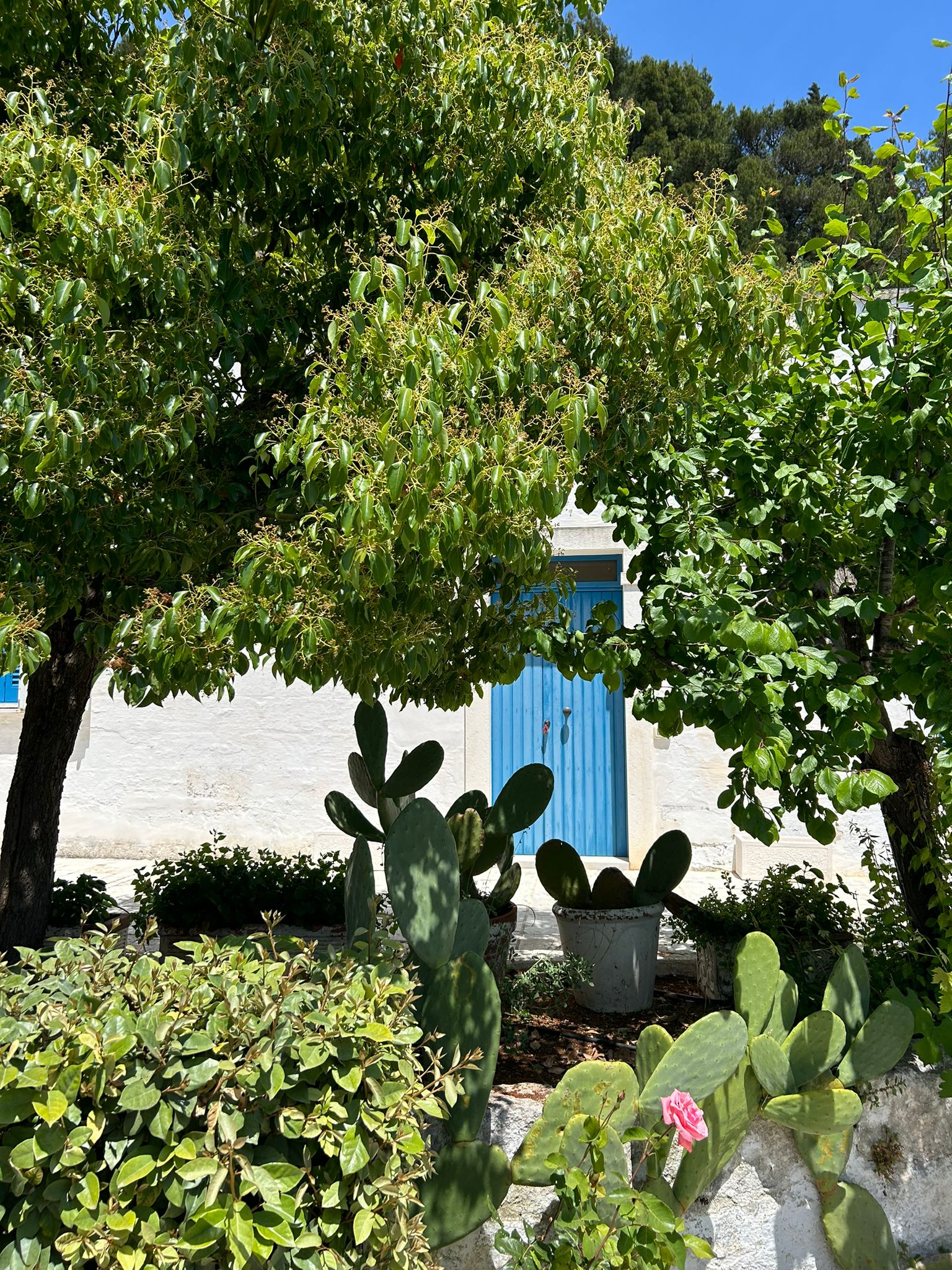 Tenuta Capovento